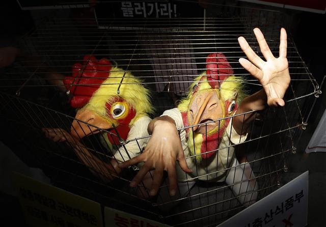 밀집사육에 따른 먹거리 불신시대를 극복할 대안으로 ‘동물복지’와 ‘윤리축산’이 급부상하고 있는 가운데, 최근 서울 종로구 광화문광장 이순신동상 앞에서 동물권단체 케어 회원들이 살충제 달걀 근본적 대책을 요구하는 퍼포먼스를 하고 있다.  [연합뉴스]