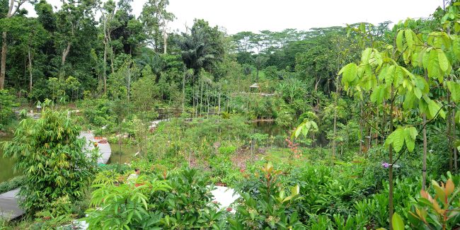 Learning Forest at Singapore Botanic Gardens (NParks)