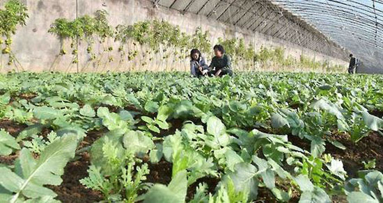 This undated file photo shows North Korean residents working at a greenhouse. (Yonhap)