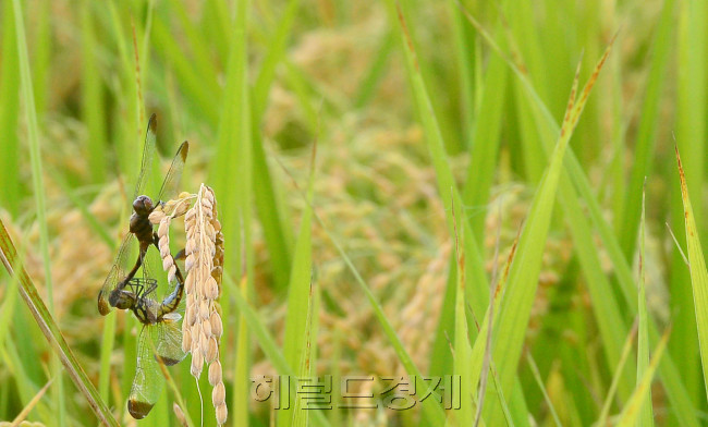 [사진=이상섭 기자/babtong@heraldcorp.com]