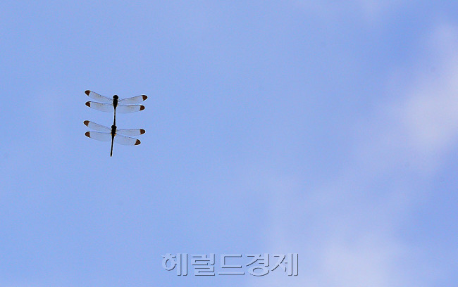 [사진=이상섭 기자/babtong@heraldcorp.com]