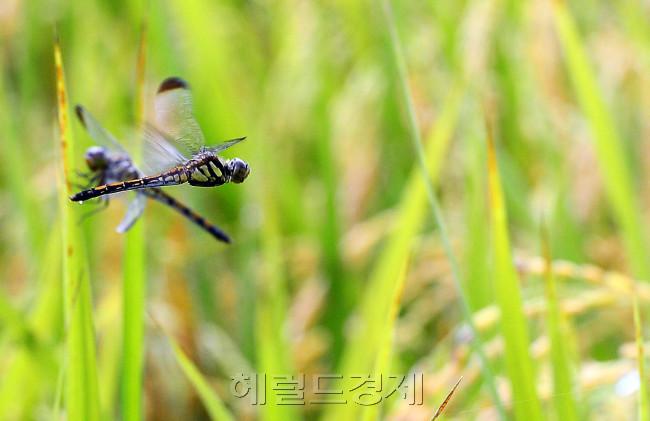 [사진=이상섭 기자/babtong@heraldcorp.com]
