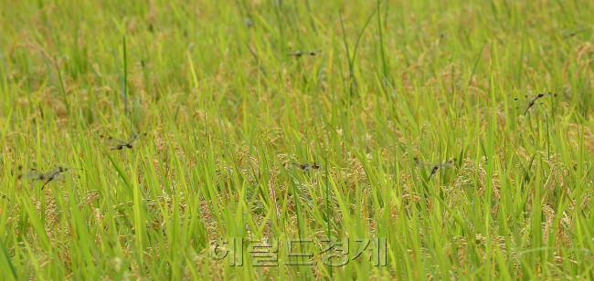 [사진=이상섭 기자/babtong@heraldcorp.com]