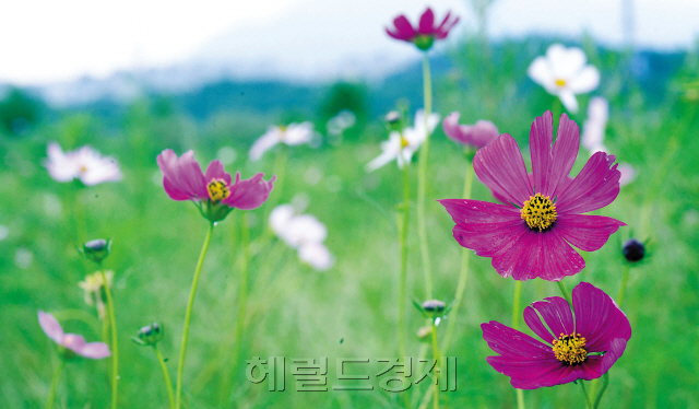 코스모스는 가을을 대표하는 꽃이다. 코스모스 축제까지는 한달 이상이 남았다. 구리한강변에 조성된 코스모스 군락지는 우리나라 최대의 축제 현장 중 하나이다. 그래도 일찍 개화한 꽃들이 미리 가을 소식을 전한다.