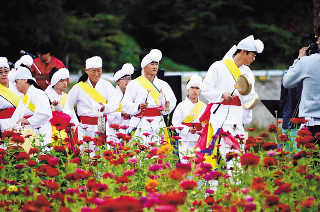 평창백일홍축제가 열리는 9월 23일부터 10월 8일 평창강 둔치 약 3만㎡엔 100만 송이 백일홍이 바람에 출렁이며 국민 마음을 분홍빛으로 흔들어 놓는다.  [제공=평창군청]