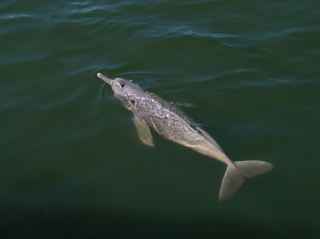 <YONHAP PHOTO-0647> Undated handout picture taken at an undisclosed location released by WWF Brazil on August 30, 2017 showing a specimen of the new species of dolphin Inia araguaiaensis which was included in the 2014-2015 Report of New Species of Vertebrates and Plants of the Amazon. A total of 381 new species, including 216 plants, 93 fish, 32 amphibians, 19 reptiles, 1 bird, 20 mammals and 2 fossils were described in the research carried out by the Living Amazon Initiative of the WWF Network and the Mamiraua Sustainable Development Institute (IDSM). / AFP PHOTO / WWF BRAZIL / Gabriel MELO SANTOS / RESTRICTED TO EDITORIAL USE - MANDATORY CREDIT "AFP PHOTO / WWF BRAZIL / GABRIEL MELO SANTOS / HO" - NO MARKETING NO ADVERTISING CAMPAIGNS - DISTRIBUTED AS A SERVICE TO CLIENTS/2017-08-31 02:53:58/ <저작권자 ⓒ 1980-2017 ㈜연합뉴스. 무단 전재 재배포 금지.>
<YONHAP PHOTO-0647> Undated handout picture taken at an undisclosed location released by WWF Brazil on August 30, 2017 showing a specimen of the new species of dolphin Inia araguaiaensis which was included in the 2014-2015 Report of New Species of Vertebrates and Plants of the Amazon. A total of 381 new species, including 216 plants, 93 fish, 32 amphibians, 19 reptiles, 1 bird, 20 mammals and 2 fossils were described in the research carried out by the Living Amazon Initiative of the WWF Network and the Mamiraua Sustainable Development Institute (IDSM). / AFP PHOTO / WWF BRAZIL / Gabriel MELO SANTOS / RESTRICTED TO EDITORIAL USE - MANDATORY CREDIT "AFP PHOTO / WWF BRAZIL / GABRIEL MELO SANTOS / HO" - NO MARKETING NO ADVERTISING CAMPAIGNS - DISTRIBUTED AS A SERVICE TO CLIENTS/2017-08-31 02:53:58/ <저작권자 ⓒ 1980-2017 ㈜연합뉴스. 무단 전재 재배포 금지.>