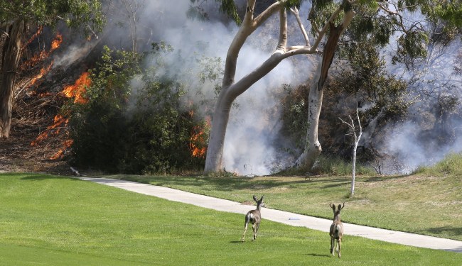 <YONHAP PHOTO-1558> epa06181996 Deer flee the the La Tuna Fire, at a golf course in Burbank, California, USA, 03 September 2017. The La Tuna Fire has burnt 6,000 acres, destroyed three homes and is the biggest fire in acreage in Los Angeles city history. EPA/MIKE NELSON/2017-09-04 06:10:48/ <저작권자 ⓒ 1980-2017 ㈜연합뉴스. 무단 전재 재배포 금지.>
<YONHAP PHOTO-1558> epa06181996 Deer flee the the La Tuna Fire, at a golf course in Burbank, California, USA, 03 September 2017. The La Tuna Fire has burnt 6,000 acres, destroyed three homes and is the biggest fire in acreage in Los Angeles city history. EPA/MIKE NELSON/2017-09-04 06:10:48/ <저작권자 ⓒ 1980-2017 ㈜연합뉴스. 무단 전재 재배포 금지.>