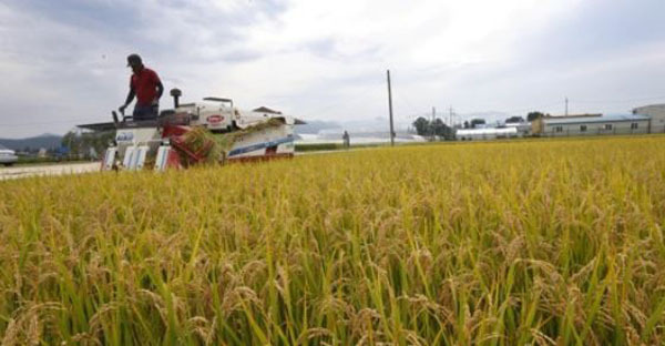 A farmer harvests rice in a rice paddy in Chuncheon, Gangwon Province, Sept. 6, 2017. (Yonhap)