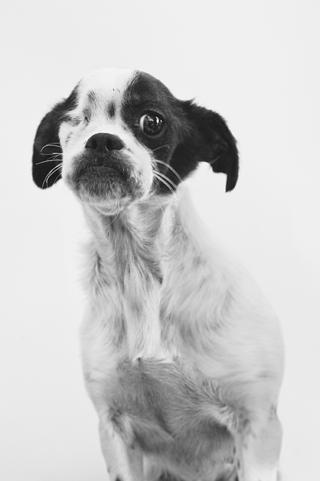 장호성, HOMELESS DOG PORTRAITS 3 [사진제공=꿈의숲아트센터]
