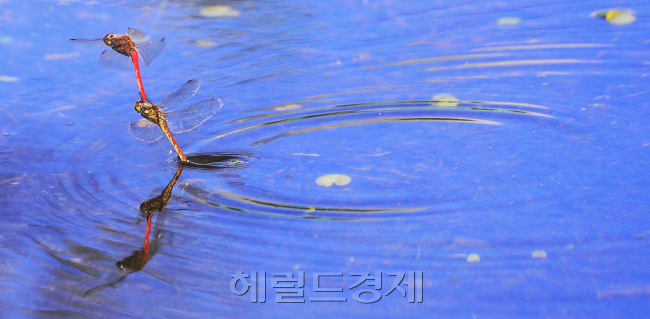 [사진=박해묵 기자/mook@heraldcorp.com]