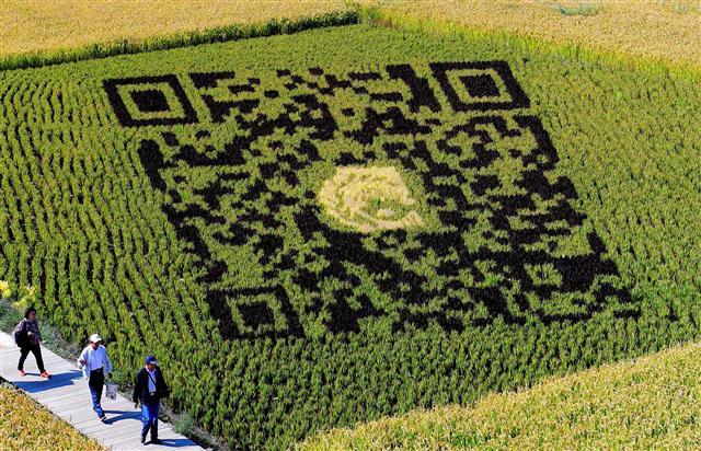<YONHAP PHOTO-4279> A QR code design created using different varieties of rice is seen in a paddy during the harvest season in Shenyang in China's northeast Liaoning province on September 20, 2017. The design aims to promote tourism in the area and boosts the income of local farmers. / AFP PHOTO / STR / China OUT/2017-09-20 15:54:45/ <저작권자 ⓒ 1980-2017 ㈜연합뉴스. 무단 전재 재배포 금지.>