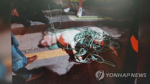 지난 6월 서울 창동의 한 주택가에서 이모(31)씨가 기르는 도고 아르젠티노와 프레사 카나리오 품종 맹견 2마리가 집 밖으로 뛰쳐나와 주민 3명을 쫓고 이 가운데 2명을 물어 상처를 입혔다. 사진은 잡힌 맹견 모습. [도봉소방서 제공=연합뉴스]
