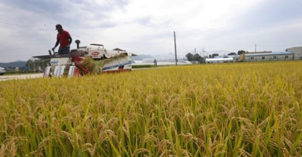 A farmer harvests rice in a rice paddy in Chuncheon, Gangwon Province, Sept. 6, 2017. (Yonhap)