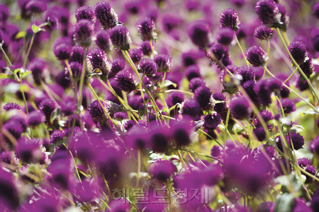 수도권 최대 규모로 성장하고 있는 구리 코스모스축제가 9월 22일부터 24일까지 구리 한강시민공원에서 열린다. 자연 친화적으로 조성된 꽃 단지에서는 세대공감 오감만족 코스모스 추억 만들기를 주제로 한 축제가 열린다. 한편, 경기도 양주에서 열리는 ‘2017 양주시 천만송이 천일홍 축제’ 행사장을 찾았다. 축제기간은 23일에서 24일간이다. 나리공원 일대에 전국 최대 규모의 천일홍 꽃밭에 전통과 현대가 어울린 유등과 경관조명 등을 설치해 깊어가는 가을밤 풍경을 더욱 아름답게 단장했다.