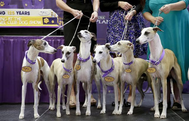 <YONHAP PHOTO-0353> Whippets arrive on stage when the breed celebrates 125 years since their first competition at the Westminster Dog Show at Madison Square Garden in New York City on September 26, 2017. Whippets were first introduced at the Westminster Kennel Club Dog Show in 1893 as a member of the sporting group. The first Westminster show was held on May 8, 1877, making it the second-longest continuously held sporting event in the United States behind only the Kentucky Derby, which was first held in 1875. Photo by John Angelillo/UPI/2017-09-27 01:24:36/ <저작권자 ⓒ 1980-2017 ㈜연합뉴스. 무단 전재 재배포 금지.>