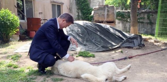 The file photo provided by the presidential office Cheong Wa Dae shows President Moon Jae-in petting his dog at his family home in Yangsan, South Gyeongsang Province during his visit there on May 21, 2017. (Yonhap)