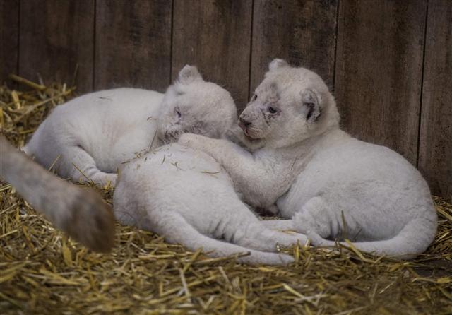 <YONHAP PHOTO-5170> New born white lion cubs are pictured at the zoological park of the eastern French city of Amneville on October 12, 2017. / AFP PHOTO / PATRICK HERTZOG/2017-10-12 20:34:04/ <저작권자 ⓒ 1980-2017 ㈜연합뉴스. 무단 전재 재배포 금지.>