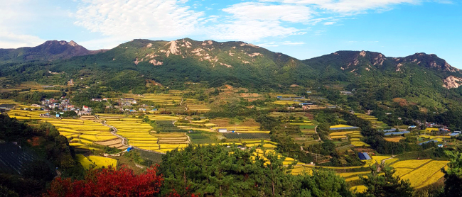 [포토뉴스] 황금빛 산청 다랭이논