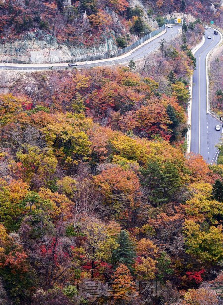 [사진=이상섭 기자/babtong@heraldcorp.com]