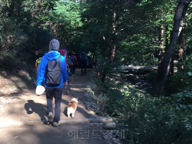 애견 동반 등산이 허용된 청계산에서 반려견과 등산하는 등산객의 모습. [사진=김유진 기자/kacew@heraldcorp.com]