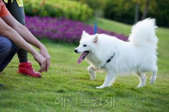 서울시내 공원에서 목줄을 하지 않은 채 활보하는 강아지들을 자주 볼 수 있지만 실제 과태료가 부과되는 경우는 상당히 드물다.