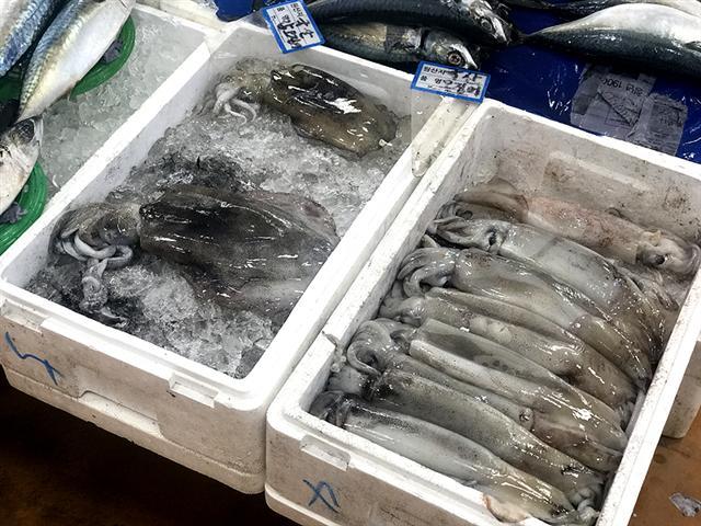 노량진 수산시장에서 국내산 생물오징어 2마리가 1만원에 거래되고 있다. 가격이 오르자 찾는 별로 없어져 신시장(1층) 20% 정도만이 오징어를 취급하고 있었다.