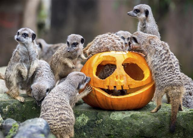 <YONHAP PHOTO-7160> Meerkats gather around a pumpkin at the zoo in Hannover, Germany, Thursday, Oct. 26, 2017. Carved pumpkins were given to the animals on Wednesday. (Hauke-Christian Dittrich/dpa via AP)/2017-10-26 23:05:08/ <저작권자 ⓒ 1980-2017 ㈜연합뉴스. 무단 전재 재배포 금지.>