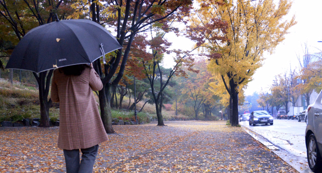 가을을 제촉하는 비가 내리고 있다. 3일 전국에 걸쳐 강우예보가 내린 가운데 남산순환도로변에 낙엽이 쌓여 가을 운치를 더하고 있다. 기상예보는  비가 그친후 찬 날씨를 예고하고 있어 신경을 써야 겠다. <br />정희조 기자/checho@heraldcorp.com  171103