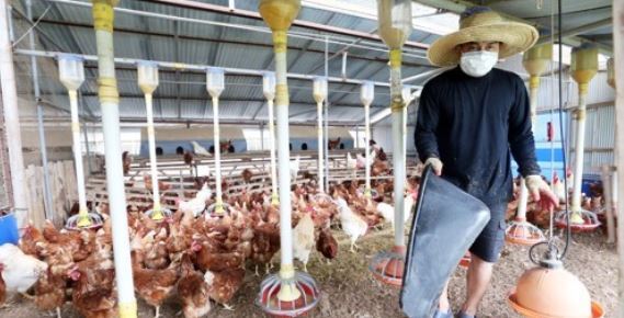 A farmer feeds chickens in a henhouse in Danyang, 193 km south of Seoul, on Aug. 17, 2017. (Yonhap)