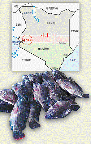 케냐 키수무에 ‘둥가’ 어촌의 어부들이 오전 조업을 준비하고 있다. 배들은 대개 노를 저어서 움직이는 목선이다(왼쪽 사진), 배에서 물고기 거래가 이뤄지고 있다. 어부들이 잡은 건 ‘오메나’라는 물고기다. [사진=박준규 기자]