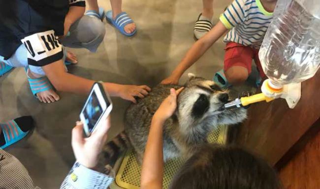 A racoon at a wild animal cafe in Seoul appears stressed from exposure to customers trying to pet and hug them. (Aware)
