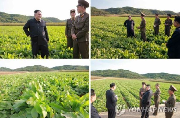 This undated composite file photo shows North Korean leader Kim Jong-un inspecting a farm under a military unit, calling for the need to develop seeds that produce a higher yield. (For Use Only in the Republic of Korea. No Redistribution) (Yonhap)