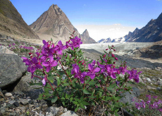 A photograph from the Arctic Impressions Photo Exhibit (Biosphere Environmental Education)