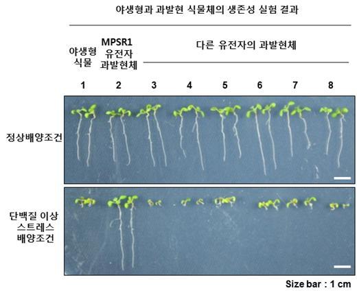 야생형 식물과 과발현 식물의 단백질 이상 스트레스 조건에서 생존성 실험 결과.[제공=한국연구재단]