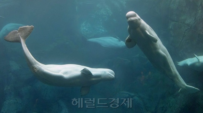 흰돌고래 서식지를 보호하기 위해 중국 국가해양국이 남부 하이난성 산야시 해변에 짓던 총 17조원 규모의 인공섬 건설공사를 중단시켰다. [사진=헤럴드경제DB]