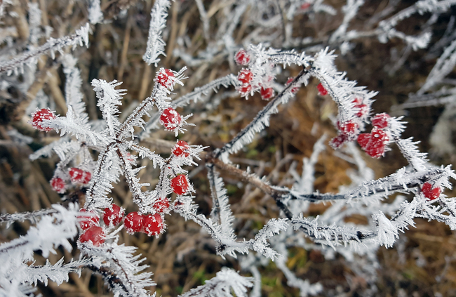 The region's first snow fell on Deogyusan in North Jeolla Province, Nov. 15 (Yonhap)