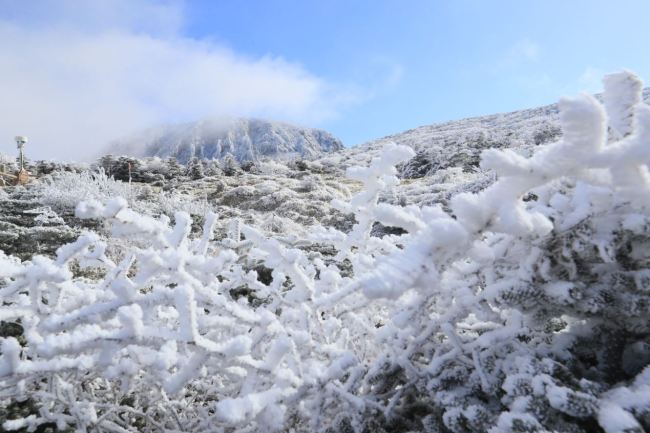 The white peaks of Hallasan attracted weekend hikers after receiving the first snowfall of the season early Saturday.(Yonhap)