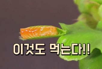 (사진=유튜브 영상 화면 캡쳐)