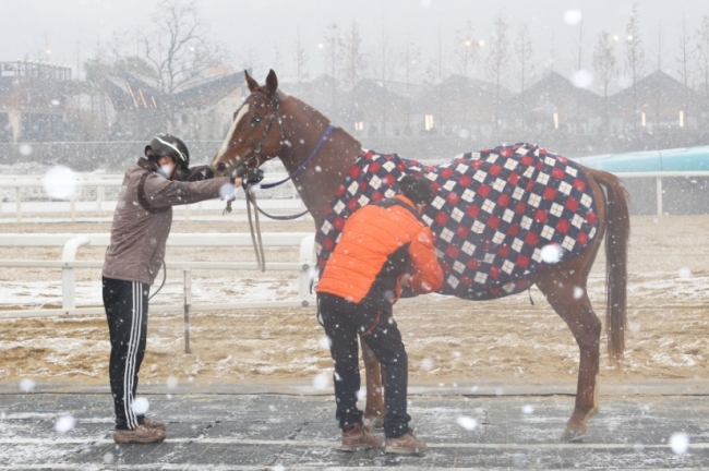 경주가마 겨울옷을 입으며 눈을 맞고 있다. [사진제공=렛츠런파크]