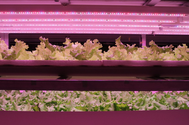 An interior view of an artificial light plant factory growing lettuce in an indoor farming facility in Chiba University in Chiba, Japan. (Son Ji-hyoung / The Korea Herald)