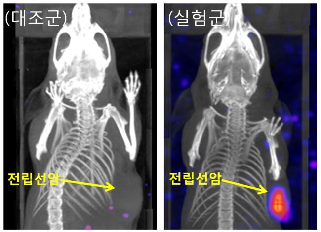전립선암 동물모델 영상. 전립선암 부위에 성공적으로 약물이 전달된 것을 확인할 수 있다. [제공=한국원자력연구원]