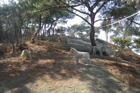 북한산 곳곳에는 버려진 유기견들이 무리를 지어 생활을 하고 있어 산행에 나선 탐방객을 위협, 민원이 잦다. [사진=국립공원관리공단]