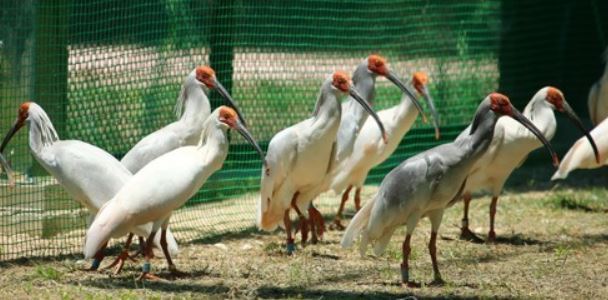 This undated photo shows crested ibises in their enclosure at the Upo Korean Crested Ibis Restoration Center in Changnyeong, 347 kilometers southeast of Seoul. (Yonhap)