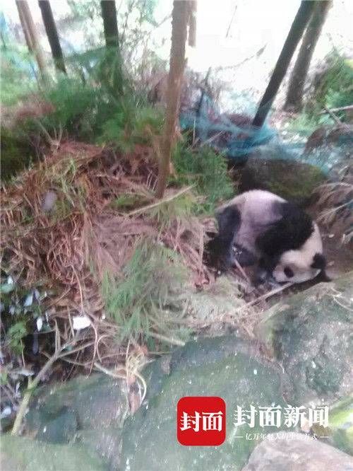 [사진=펑몐신원]