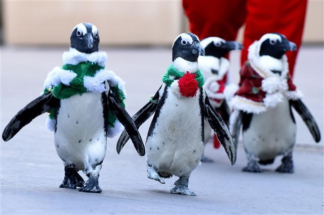 <YONHAP PHOTO-4463> African penguins clad in Christmas-themed costumes go for a stroll at Hakkeijima Sea Paradise amusement park in Yokohama, a suburb of Tokyo, on December 5, 2017. The Christmas event will run twice daily till December 25. / AFP PHOTO / Toru YAMANAKA/2017-12-05 15:52:05/ <저작권자 ⓒ 1980-2017 ㈜연합뉴스. 무단 전재 재배포 금지.>