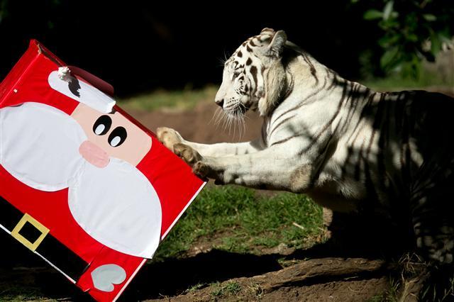 <YONHAP PHOTO-1823> epa06396076 'Romina' the Bengal tiger receives her Christmas gift, including some candy, allowed on her diet, as part of the activity 'Zoorprises for Christmas' at La Aurora zoo in Guatemala City, Guatemala, 17 December 2017. EPA/ESTEBAN BIBA/2017-12-18 05:54:18/ <저작권자 ⓒ 1980-2017 ㈜연합뉴스. 무단 전재 재배포 금지.>