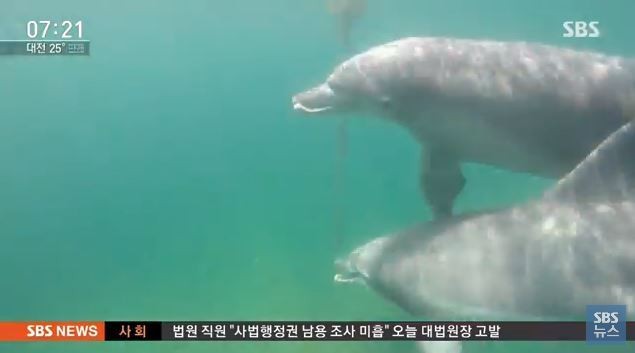 돌고래 금등이와 대포, 제주바다서 5개월째 감감 무소식