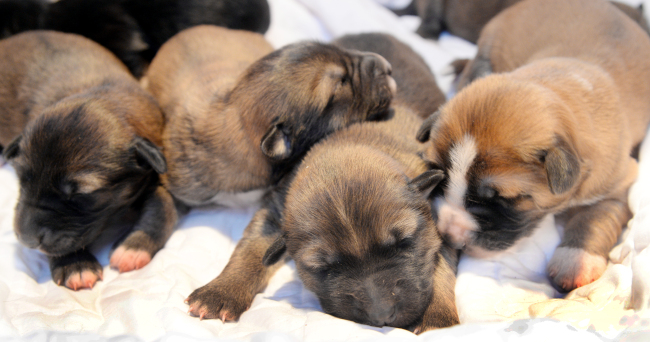 [Eye Plus] Sapsaree, beloved Korean native breed of dogs - The Korea Herald