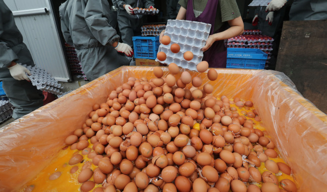 Contaminated eggs are thrown out from a farm in Gyeonggi Province on Aug. 16. (Yonhap)
