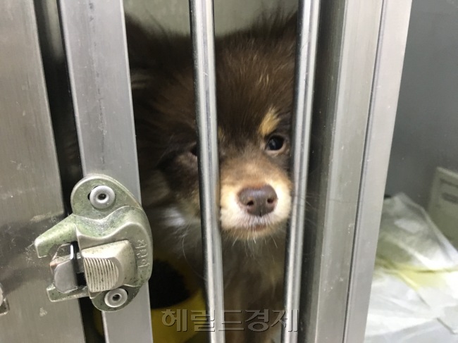 홍익동물병원이 보호 중인 1살 수컷 포메라니안. [사진=김유진 기자/kacew@heraldcorp.com]